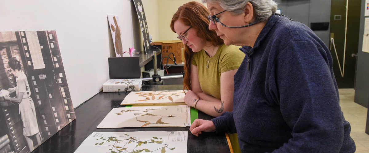 two people looking at herbarium sheets