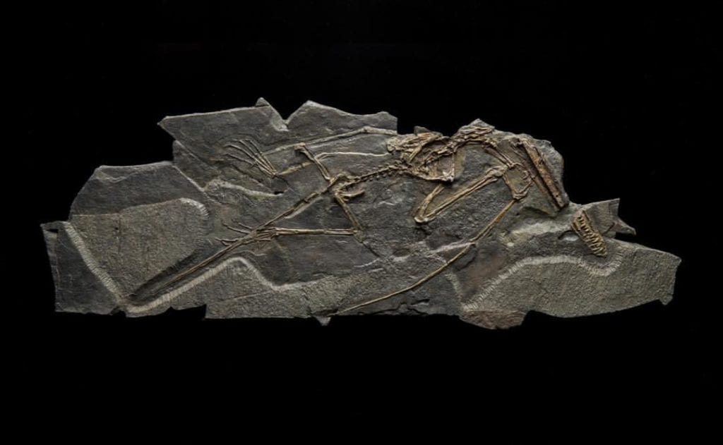 pterosaur fossil