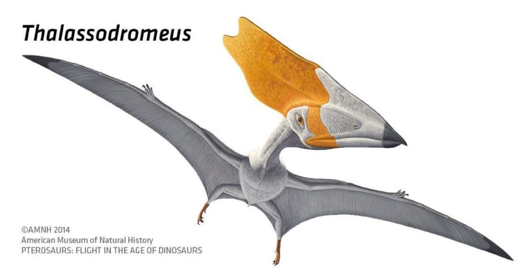 Thalassodromeus sethi dinosaur sketch