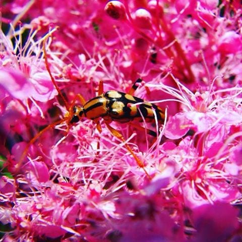 Longhorn beetle on pink flowers
