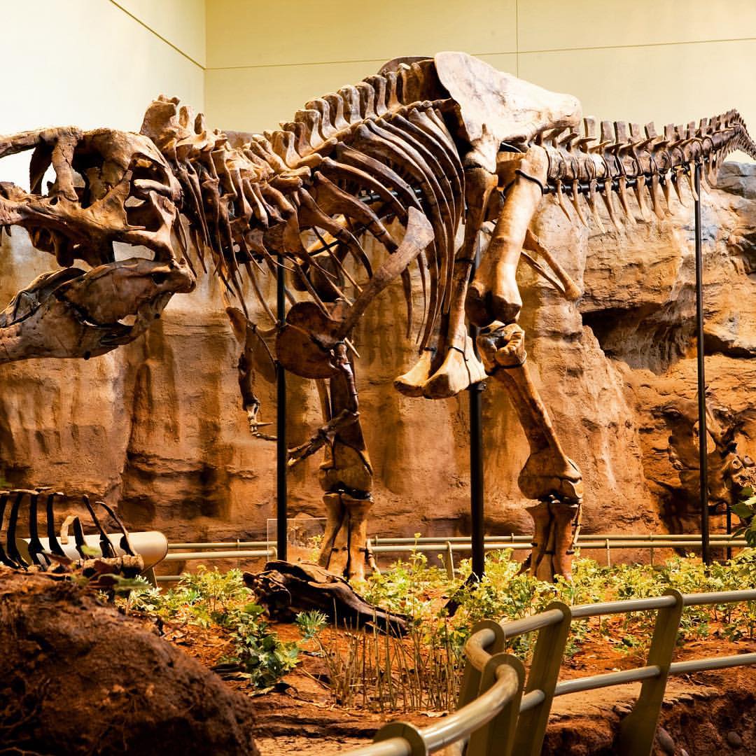 Tyrannosaurus rex skeleton in museum