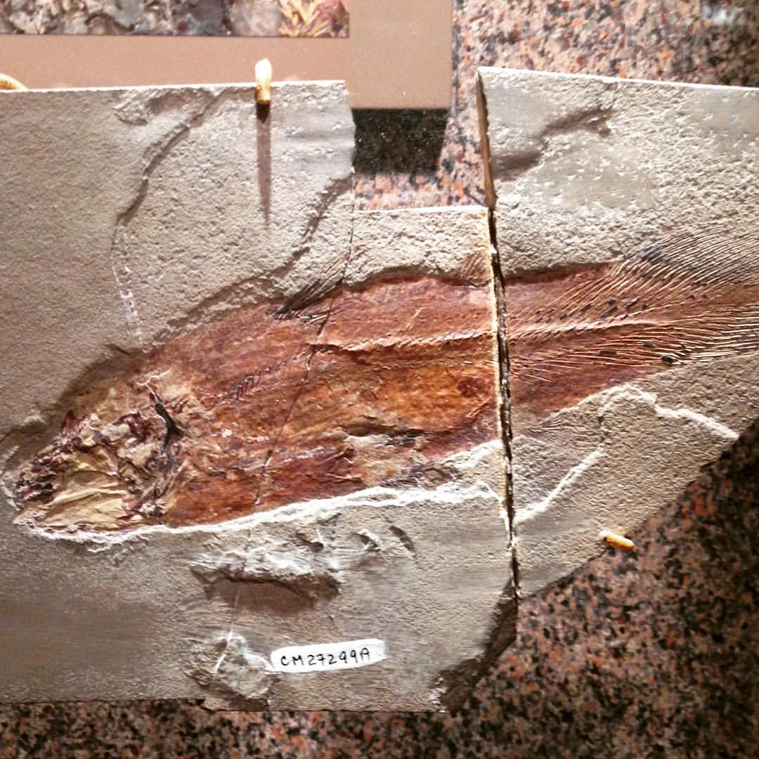 Mississippian coelacanth fossil