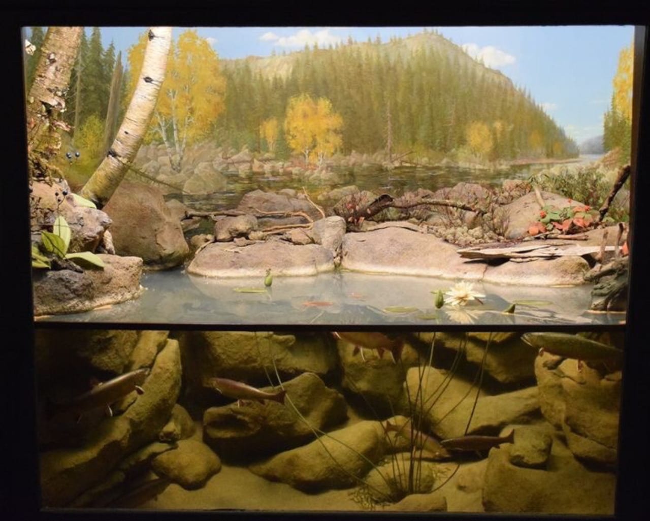 fish diorama displaying trout