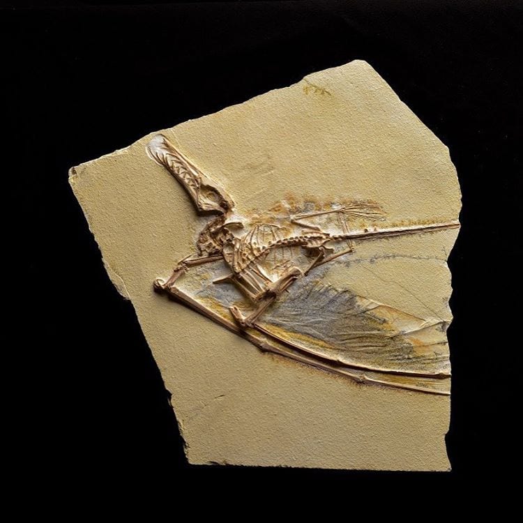 Rhamphorhynchus muensteri fossil