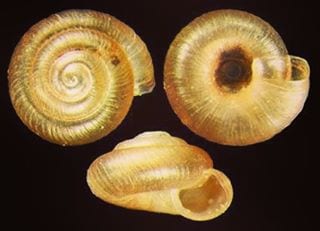 Punctum minutissimum, Pennsylvania snail