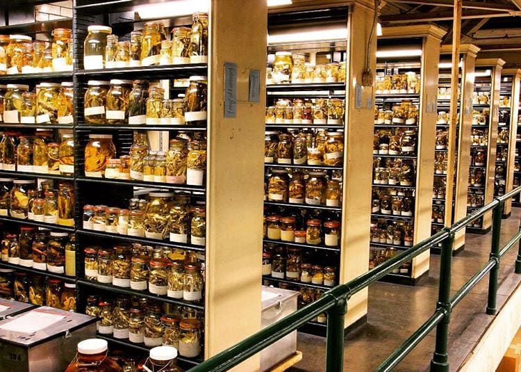 Shelves of specimens preserved in alcohol 