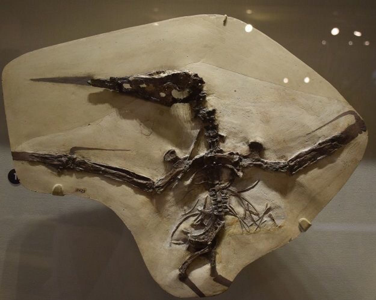 Nyctosaurus fossil