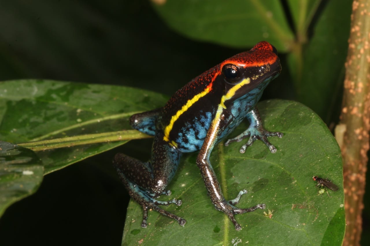 Ameerega macero (macro means frog in Ashaninka), a dart-poison frog (Dendrobatidae), endemic to the Anden slopes of Peru. (Photo: Juan C. Chaparro).