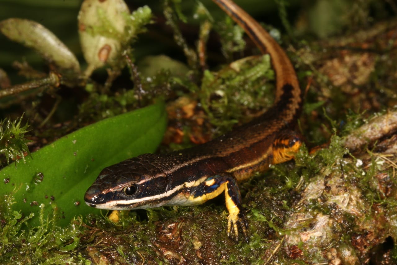 A possible new species of micro-teid lizard (Gymnophtalmidae) from around Camp 1. (Photo: Juan C. Chaparro).