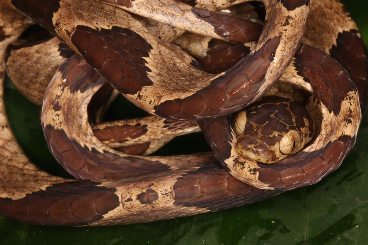 Imantodes lentiferus, a arboreal snake preying upon anole lizards. (Photo: Juan C. Chaparro).