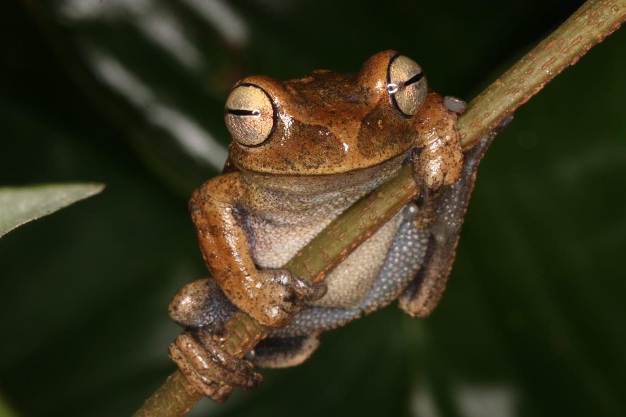 A male of Hypsiboas palaestes, a tree frog of the family Hylidae that uses a sharp thumb spine to fight other males. (Photo: Juan C. Chaparro).