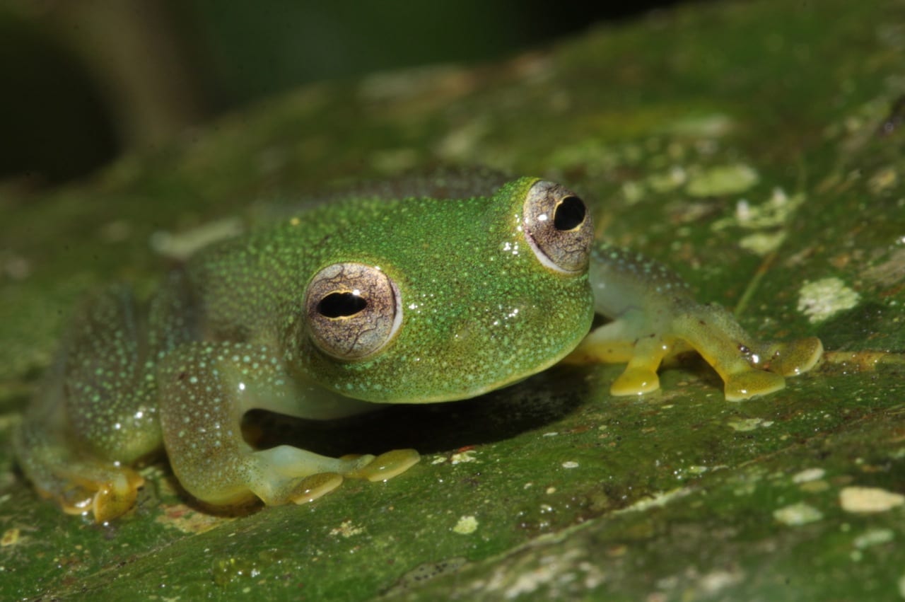 A species of glass frogs (Centrolenidae) found perching on the vegetation above a slow running creek near Camp 1. (Photo by Giussepe Gagliardi).