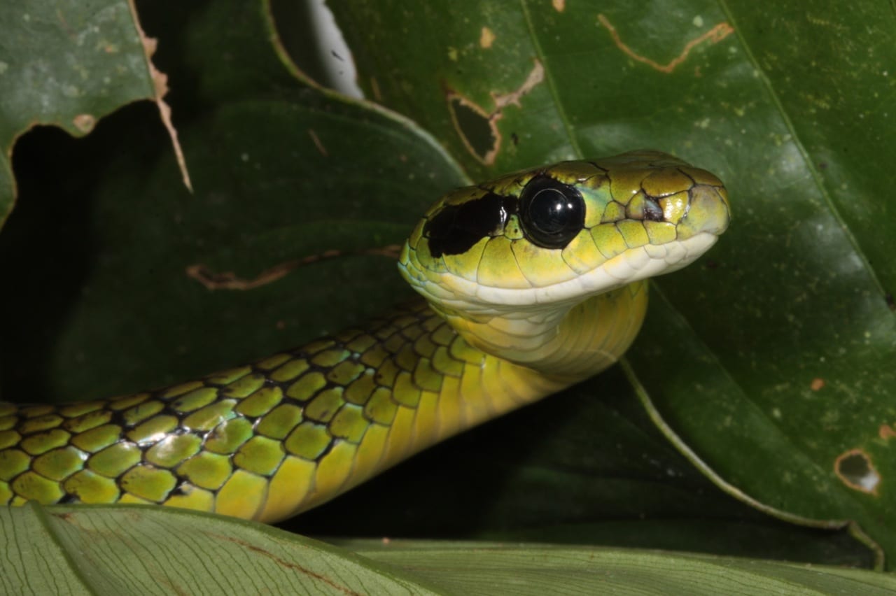 A beautiful species of snake of the genus Chironius (Colubridae) found above 2,000 m. (Photo by Jose M. Padial).
