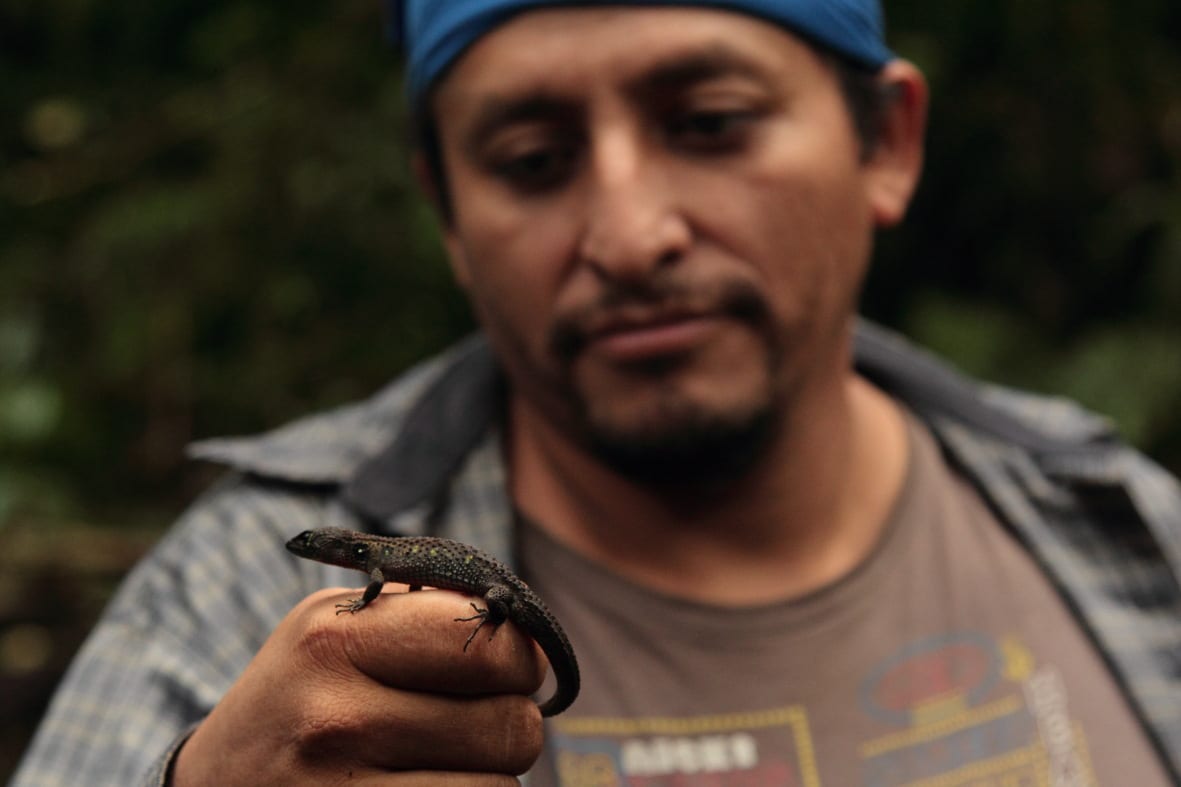 Roberto Gutierrez holds a beautiful aquatic lizard (Potamites montanus). Photo Maira Duarte