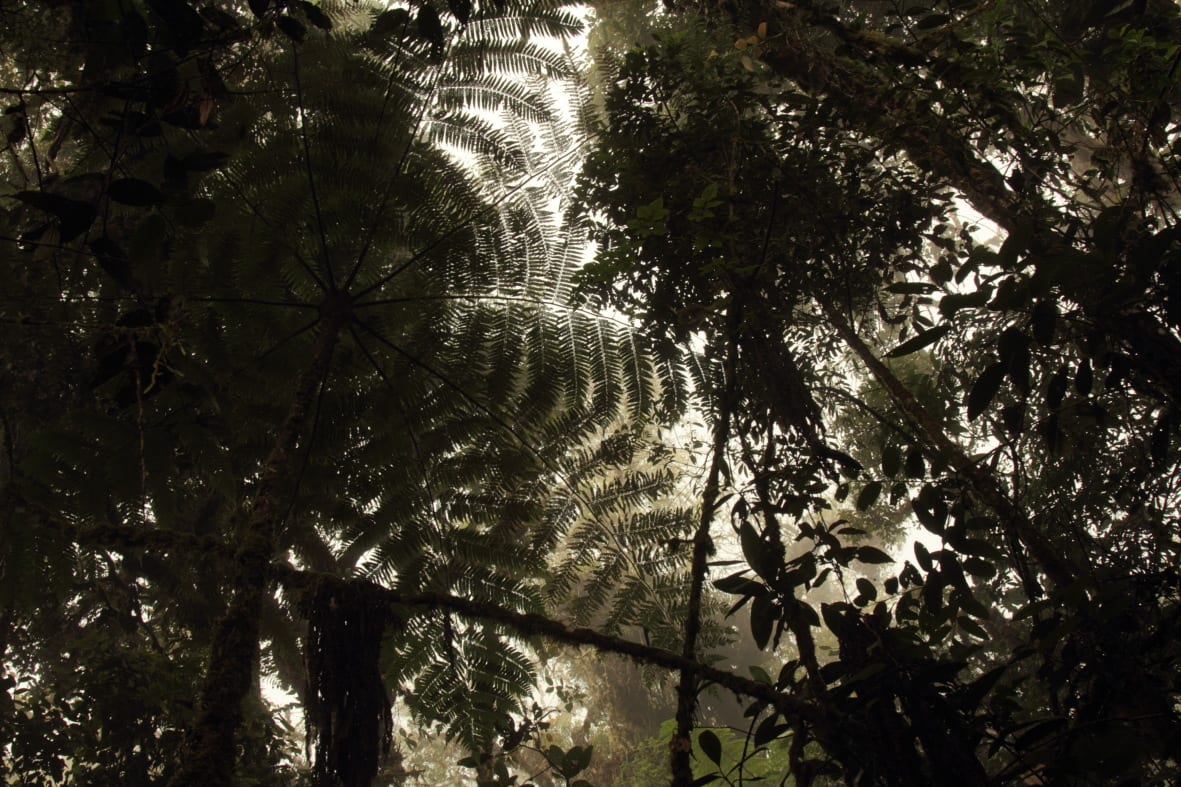 The wonderful symmetry of tree ferns (Cyathea). (Photo Maira Duarte).