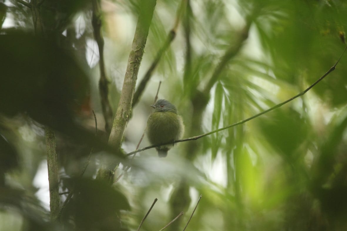 A secretive bird (most likely a Pipra), sitting in the bushes around Camp 
