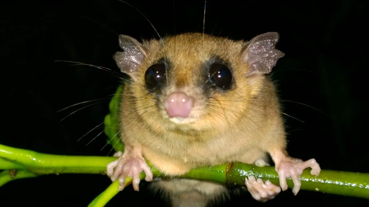 A mouse opossum sits at night on a branch along the track to Camp 3 (2,650 m). (Photo Juan C. Chaparro).