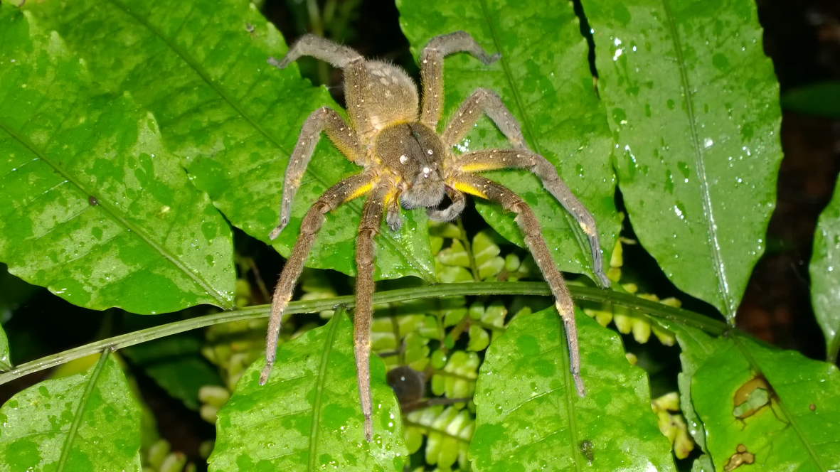 A Phoneutria spider sits on a leaf at night waiting for its prey. (Photo Juan Carlos Chaparro).