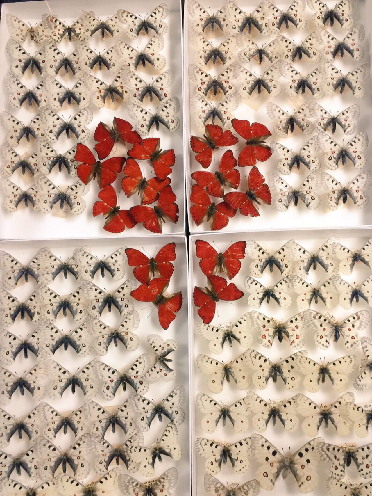 red and white butterflies
