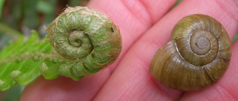 Two land snails