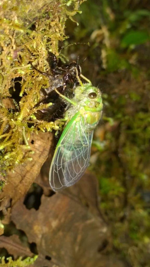 A cicada drying its brand new wings after changing skin (Photo Juan C. Chaparro).