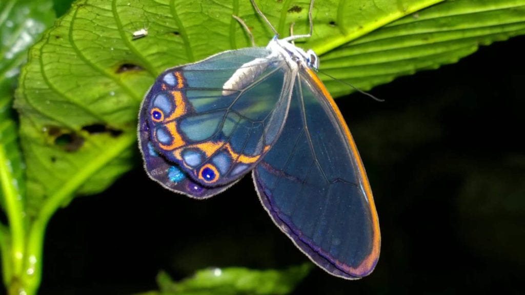 A different species of bluish butterfly sleeping under a leaf at night (Photo Juan C. Chaparro).