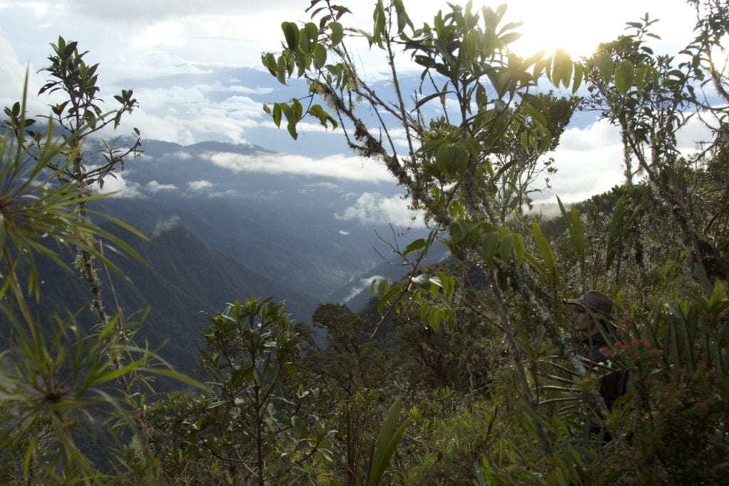José Padial amongst the rich and bushy vegetation of the “ceja de montaña” (mountain eyebrow). (Photo Maira Duarte).