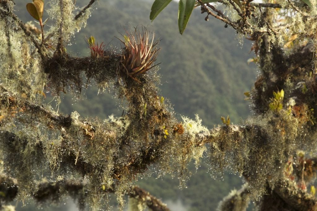 Lichens, mosses, and bromeliads, and orchids, cover every tiny bit of tree branches of the elfin forest along the ridge. (Photo Jose Padial).