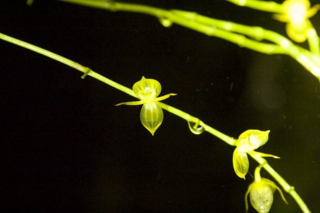 Transparent orchids, jewels in the forest. (Photo Maira Duarte).
