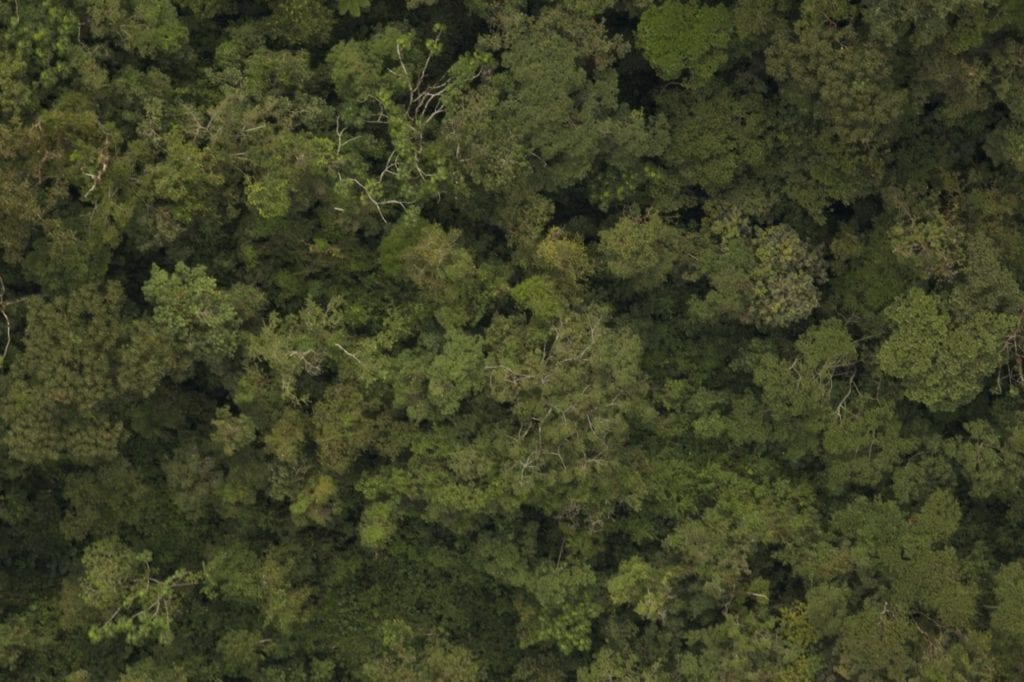 Vilcabamba forests from above. (Photo Maira Duarte).