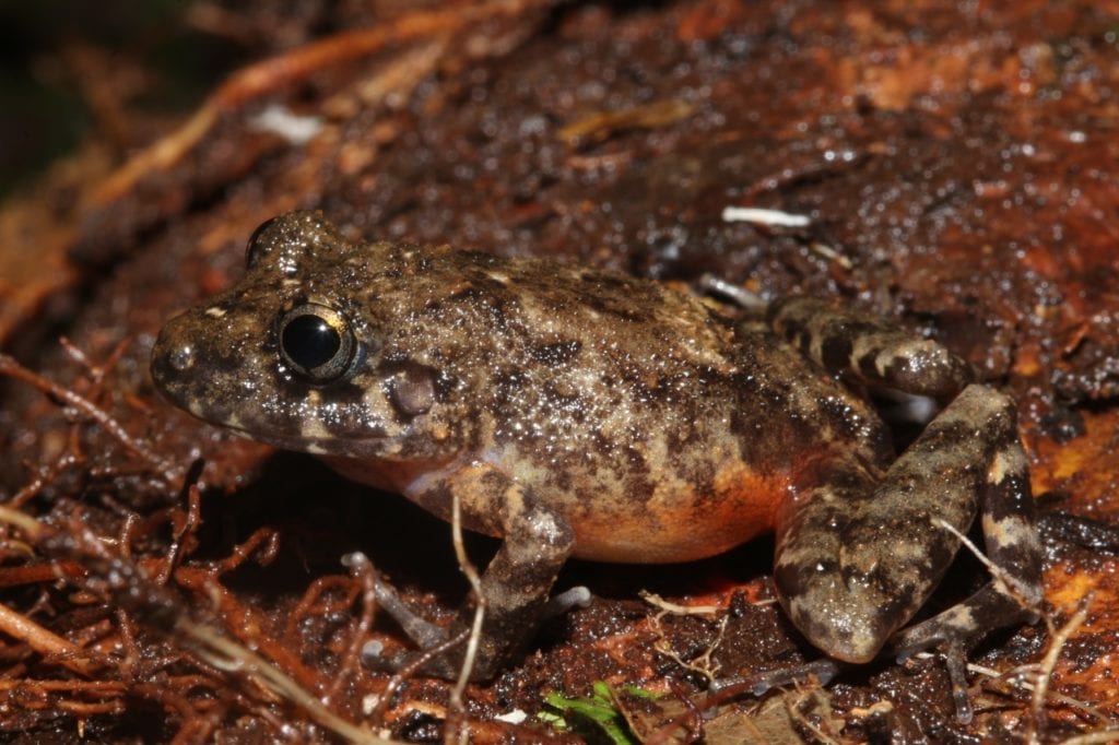 A new species of Oreobates that inhabits the forest of Vilcabamba at above ca. 2,500 m (ca. 8,200 ft.). (Photo Giussepe Gagliardi).