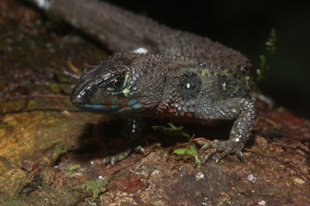 A male of Potamites montanus, a beautiful aquatic lizard that was recently discovered from an area near Vilcabamba at low elevations. (Photo Giussepe Gagliardi).