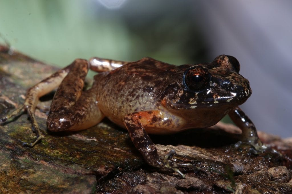 Oreobates lehri, a species discovered and named by Padial, Chaparro and others and so far only known for Vilcabamba. (Photo Giussepe Gagliardi).