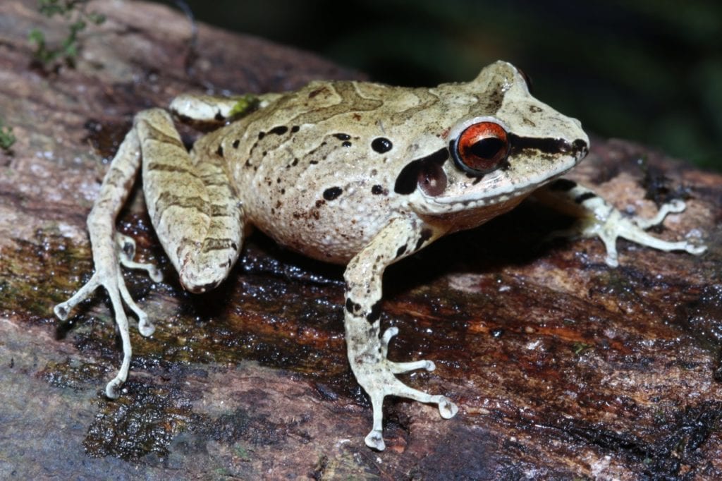 A new species of Pristimantis from the cloud forests of Vilcabamba. (Photo Giussepe Gagliardi).