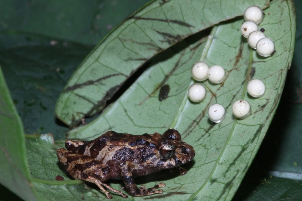 A female of a new species of Pristimantis with her eggs. Species of Pristimantis, as other terraranas, are direct developers, which means that they undergo development without a a free larval (tadpole) stage. (Photo Giussepe Gagliardi). 