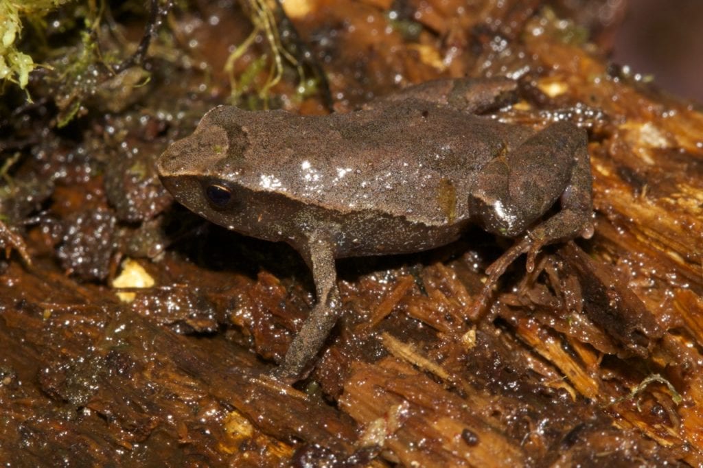 An individual of diminutive frog (ca. 1.5 cm) in the genus Noblella, which includes some of the smallest known vertebrates. (Photo Giussepe Gagliardi). 