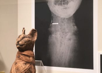 X-ray of a Cat Mummy