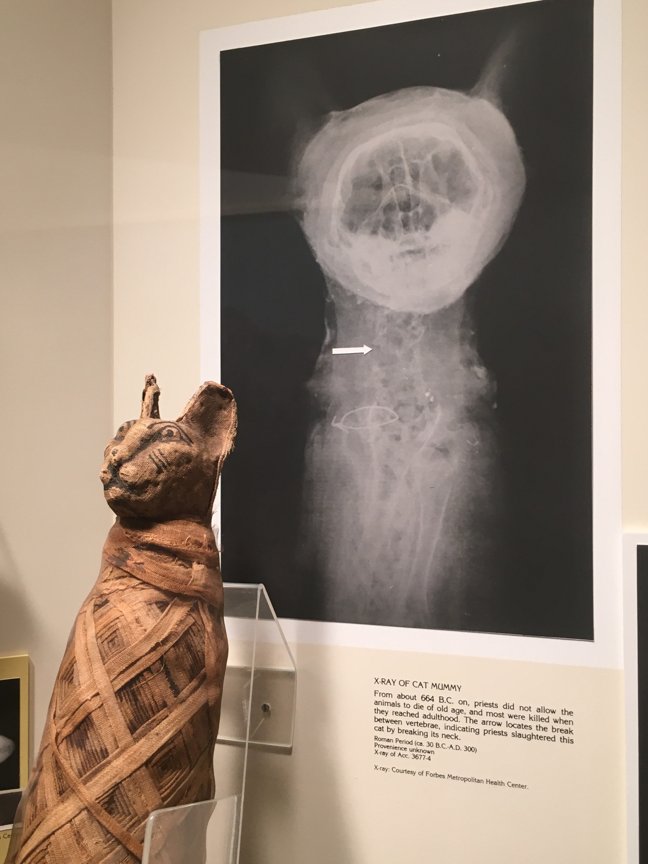 X-ray of a Cat Mummy