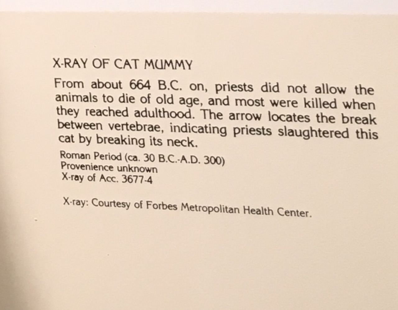 Description Plaque for Cat Mummy and X-ray