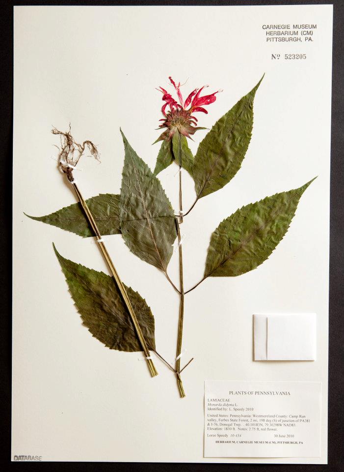 Pressed leaves and flowers of Bee-balm 