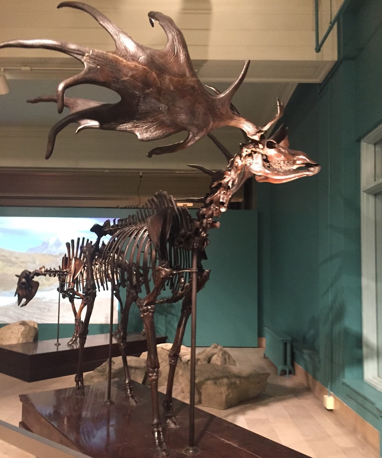 Megaloceros giganteus in museum