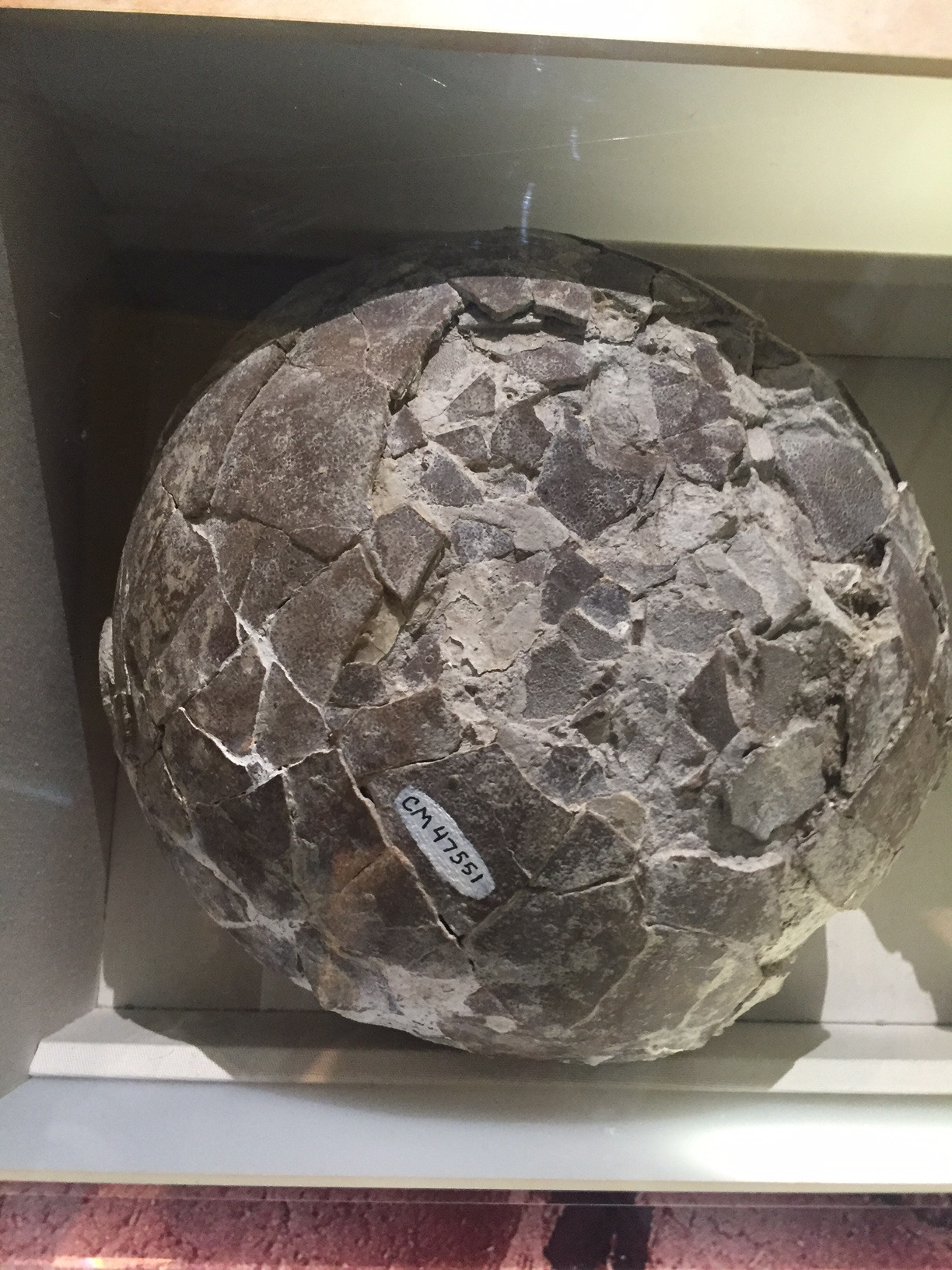 fossilized sauropod egg