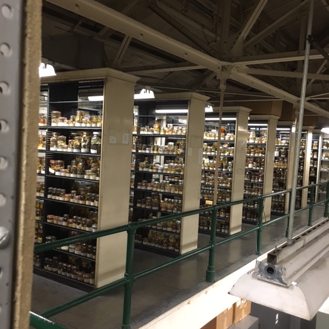shelves of specimens at alcohol house