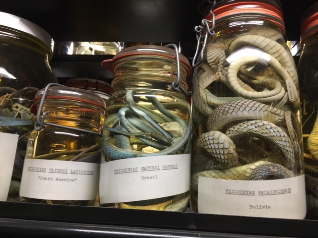 snakes in jars with labels