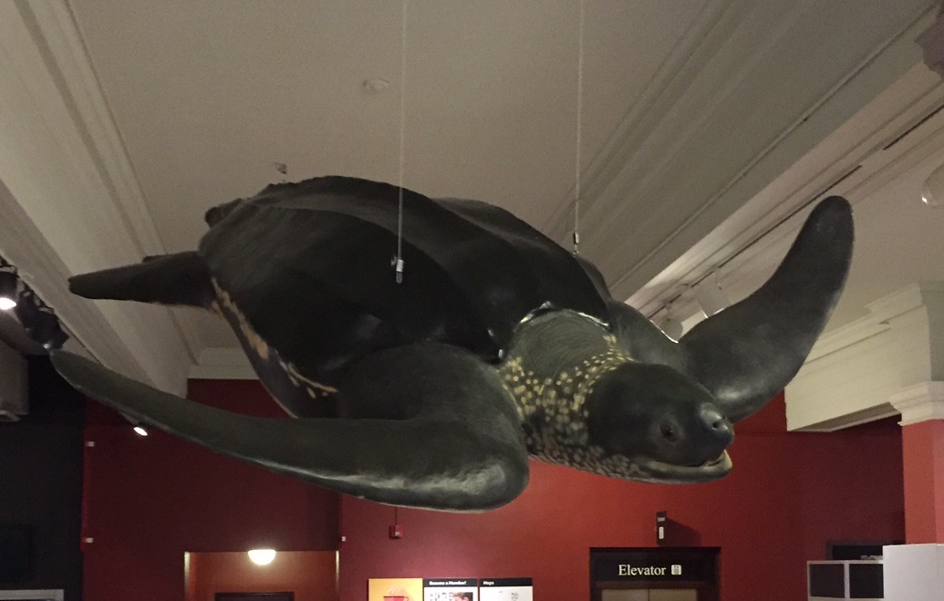 leatherback sea turtle dark shell