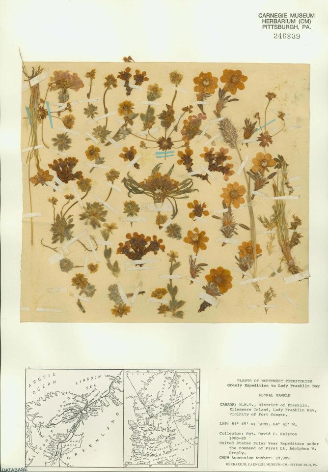 Pressed flowers from the Northwest territories