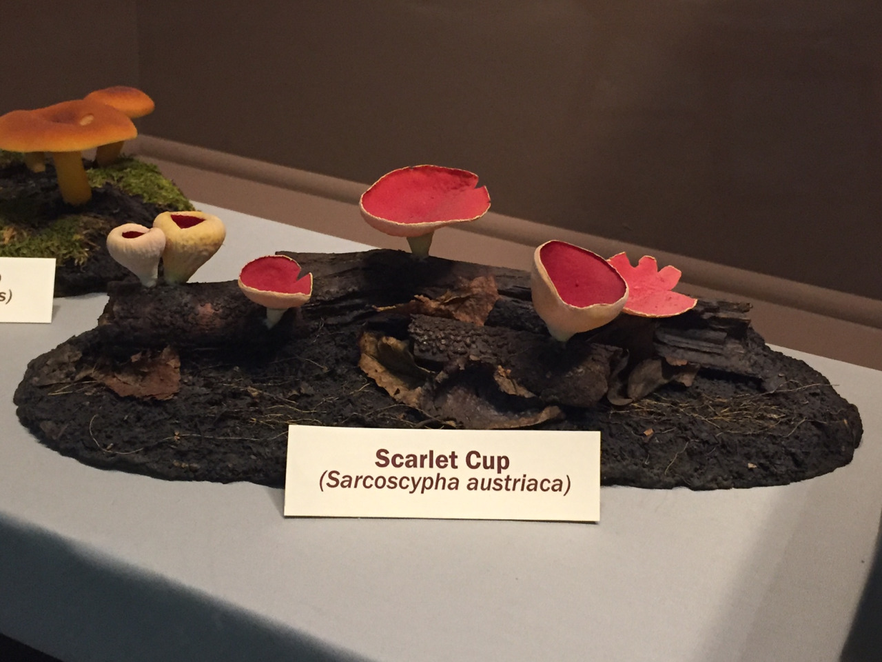 Scarlet Cup fungus in display case