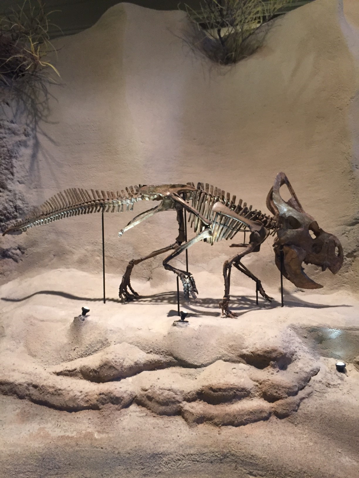 male Protoceratops andrewsi fossil