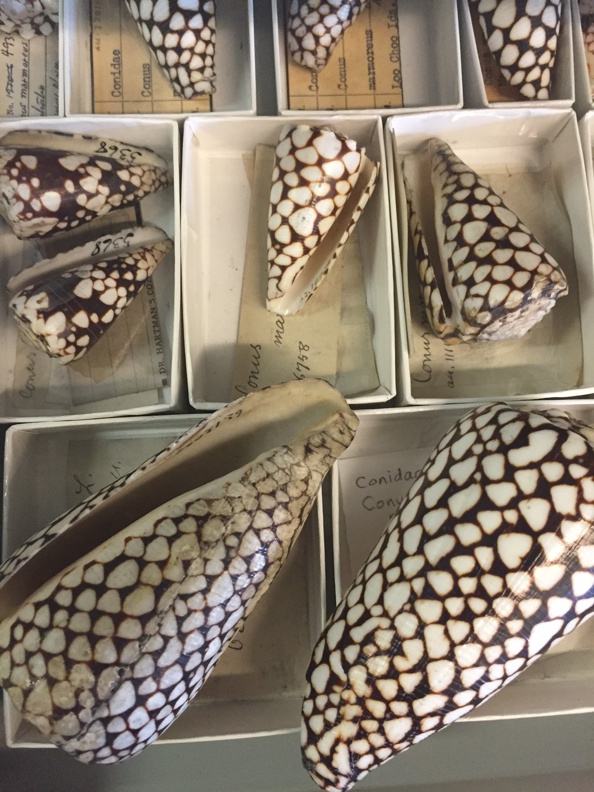 catalogued Cone Snails
