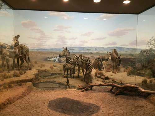 African Wildlife watering hole diorama at CMNH